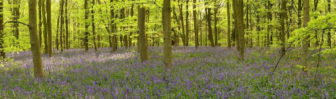 hibbs-park-homes-map